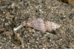 Mangeliidae