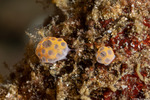 Didemnidae