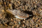 Prodotiidae