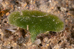 Avrainvillea