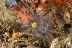 Corallimorphs
