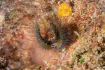 Sabellariidae