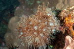 Cnidarians