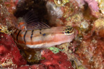 Blennies