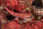 Triplefins