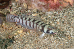 Parapercis