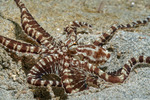 Thaumoctopus