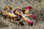 Cuttlefishes