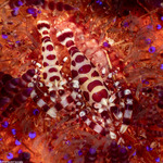 Palaemonidae