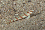 Amblyeleotris