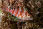 Cirrhitichthys