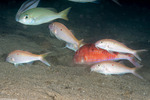 Parupeneus