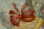 Himerometroidea