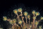 Cnidarians