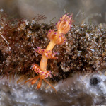 Nudibranchia