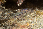 Pristiapogon