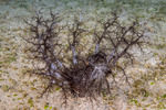 Dendrochirotida