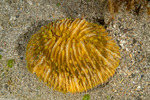 Cycloseris