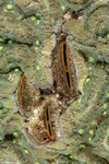 Septifer
