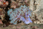 Octocorals