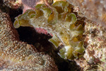 Pseudobiceros