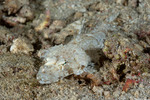 Platycephalidae