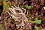 Myrrhinidae