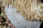Poritidae