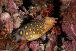 Ophichthinae