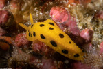 Phyllidia