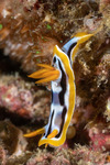 Chromodoris