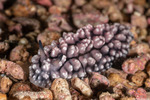 Gastropoda