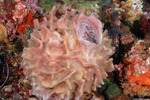Xestospongia
