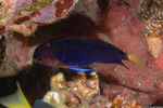 Angelfishes