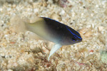 Chrysiptera
