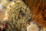 Entacmaea