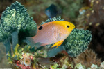 Chrysiptera
