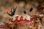 Chromodoridinae