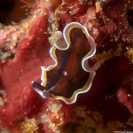 Pseudocerotidae