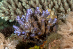Acropora