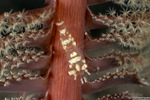 Periclimenes