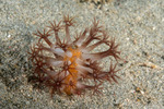 Corals