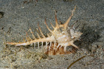 Murex