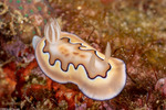 Nudibranchia