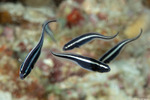 Pholidichthys