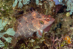 Pteragogus