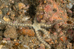 Ophionereidina