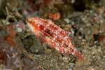 Oxycheilinus