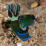 Polyceridae