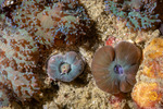 Discosomidae
